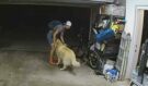 Zloděj se vloupal do garáže a chtěl ukrást kolo: V tom ho nečekaně vyrušil retrívr. Neuvěříte, co se stalo