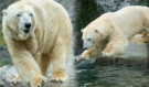 Smutná zpráva pro ZOO Praha: Milovaný lední medvěd Tom zemřel v Kazachstánu. Smrt tajili, začne vyšetřování