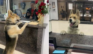 Jak chytrý! Ztracený pes sám přišel na policii, aby se nahlásil jako pohřešovaný