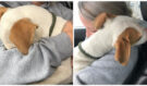 Malé, týrané a odhozené štěně bylo zachráněno: Takhle se schovalo do náruče záchranáře
