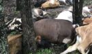 Farmář našel prázdnou pastvinu: Všech 32 mrtvých krav pak objevil na jedné velké hromadě