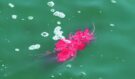 Všichni si všimli červeného předmětu plovoucího ve vodě: Budete zděšeni, až uvidíte, co to bylo, je to neuvěřitelné