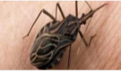 Tyto brouci se objevují v noci a útočí na oběti, tiše je zabíjejí nebo je nechají s celoživotní infekcí