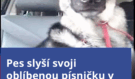 Pes objevil svou oblíbenou písničku v rádiu: Jeho reakce vás dojme i rozesměje!