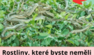 Tyto rostliny raději nesázejte: Mohou do vašeho domova přilákat nebezpečné hady