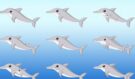 Tenhle test zraku vás dostane: vidíte na obrázku všechny delfíny, nebo patříte k většině, která selže?