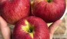 Lékaři odhalují, že konzumace jablek způsobuje