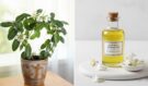 Tekuté zlato v hrnci: Litr oleje z této květiny stojí stejně jako byt v centru. Proč ho musíte mít doma i vy?