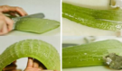 Aloe vera místo drahé kosmetiky? Překvapivá pravda, kterou vám reklamy neřeknou