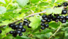 Černé zlato léta mizí ze zahrad: Proč na černý rybíz zapomínáme, když léčí lépe než drahé vitaminy?
