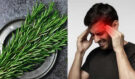 Migréna pod palbou: Rozmarýn jako tajná zbraň proti bolesti hlavy? Léky může v řadě situací nahradit