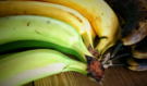 Šok kolem banánů: Proč právě tato barva slupek může být klíčová pro diabetiky i vaše srdce