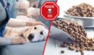 Smrtící granule pro psy? Nebezpečné krmivo z USA dorazilo i k nám, varují veterináři