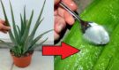 Zázrak na okenním parapetu: Aloe vera jako domácí lékárna i kosmetický hit. Víte, co všechno dokáže?