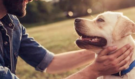 Neuvěřitelný psí radar: Váš mazlíček z dechu pozná, kdy jste ve stresu! Vědci odhalili, jak to dělá