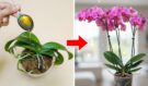 Stačí jedno zalití! I ta nejslabší orchidej okamžitě ožije a bude kvést po celý rok