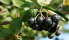 Nejlepší rostlina na stáří? Arónie čistí játra, krev i cévy a míří na vrchol zájmu lékařů