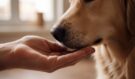 Co to podle veterinářů znamená, když se vás pes dotkne čumákem?