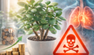 Pěstujete doma „strom peněz“? Tato nenápadná rostlina může pomoci se zdravím i financemi, ale skrývá riziko
