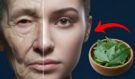 Bobkový list: Milionkrát silnější než botox a kolagen? Tento přírodní zázrak vymaže vrásky a zpevní pleť!
