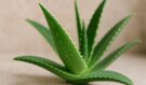 Aloe vera místo plné koupelny kosmetiky? Tato nenápadná rostlina zvládne víc, než čekáte