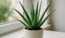 Aloe vera: Zelený zázrak na okně, který Češi podceňují?