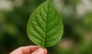 Zázračný list na tlak, cukrovku i bolavé klouby? Tento přírodní „bojovník“ vás překvapí