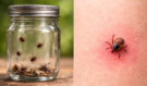 Přírodní zázrak za pár korun: Stačí jedna věc z kuchyně a klíšťata se k vám letos ani nepřiblíží!