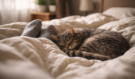 Co to znamená když kočka spí hned vedle vašich nohou a proč byste tento zvyk neměli přehlížet