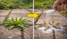 Jedna lžíce z kuchyně a plevel zmizí: Zahradníci odhalili trik, který šokoval internet