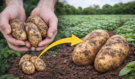 Vyrostou opravdu velké hlízy: Jak správně ošetřit brambory před výsadbou, aby byla úroda několikanásobně větší