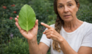 Tuhle rostlinu chtějí zakázat? Stačí jeden list a stane se zázrak, který moderní medicína nedokáže vysvětlit!