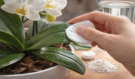 Dala jsem to večer do květináče a ráno jsem nevěřila vlastním očím: Orchidej znovu ožila a listy jsou tmavě zelené
