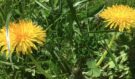 Pampeliška není plevel: Šokující zdravotní síla žlutého „vetřelce“ na zahradě