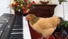 Slepice hraje na piano a internet šílí smíchy: Její neuvěřitelný talent baví tisíce lidí!