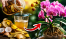 Poklad pro každou orchidej z toho, co většina lidí vyhazuje do koše. Stačí 24 hodin a rozdíl vás překvapí