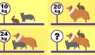 9 z 10 lidí nezná správnou odpověď: Kolik kilogramů váží všechna zvířata dohromady?