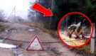Nález vědců v lese u Černobylu šokoval celý svět: Tohle tam nikdo nečekal!