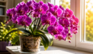 Stačí dát 1 jedinou věc pod orchidej: Stonky bleskově obrostou desítkami poupat a rostlina bude šíleně kvést po celý rok