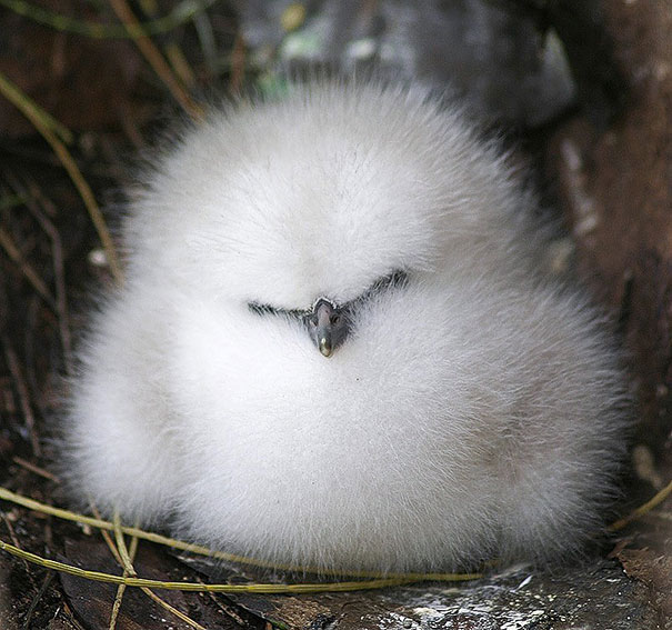 Těchto 16 chlupatých zvířátek vás donutí říct Awww